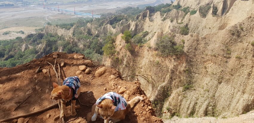 190061.jpg - 【苗栗.三義】帶著貓咪去旅行超壯觀火燄山。大峽谷來回約4.5小時