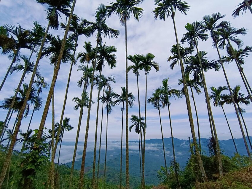 【台南.楠西區】伍龍登山口停車場直奔獵鷹尖+梅嶺一線天。住宿:玉井微風栩栩晴意天空