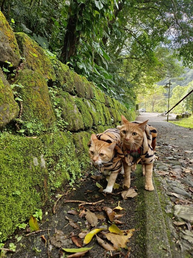【宜蘭.礁溪】最美網美山抹茶山{聖母登山步道}來回10公里爬升770公尺