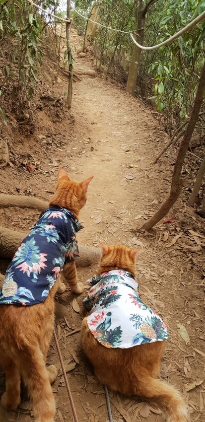 190047.jpg - 【苗栗.三義】帶著貓咪去旅行超壯觀火燄山。大峽谷來回約4.5小時