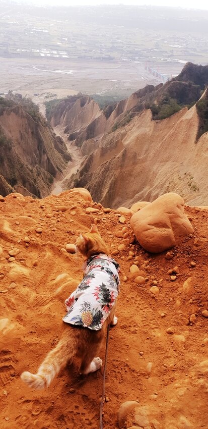 190037.jpg - 【苗栗.三義】帶著貓咪去旅行超壯觀火燄山。大峽谷來回約4.5小時