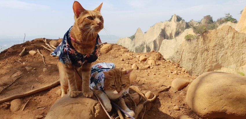 190060.jpg - 【苗栗.三義】帶著貓咪去旅行超壯觀火燄山。大峽谷來回約4.5小時