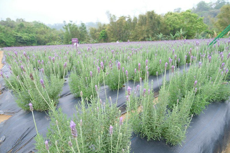 ［苗栗頭屋景點］葛瑞絲香草田 (20)