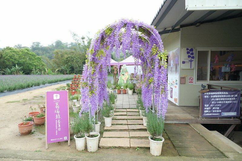 ［苗栗頭屋景點］葛瑞絲香草田 (12)