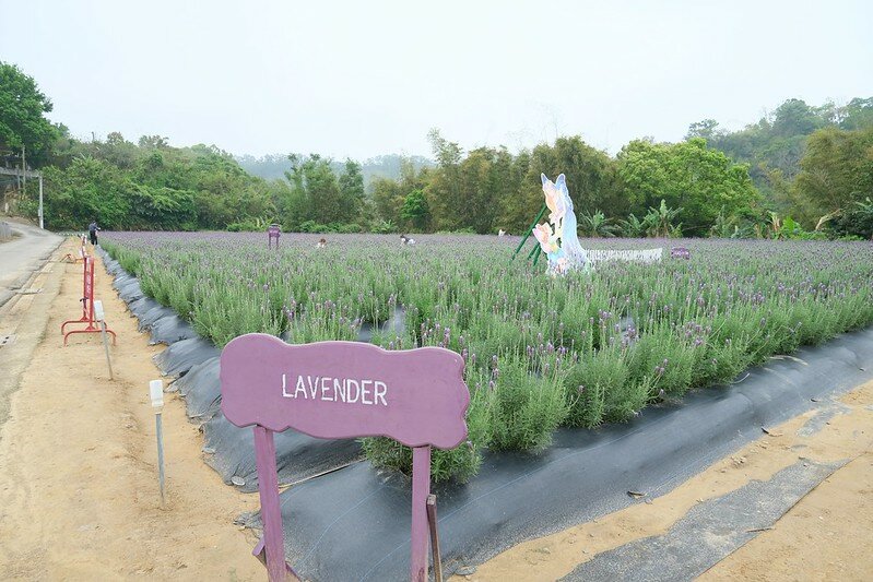 ［苗栗頭屋景點］葛瑞絲香草田 (17)