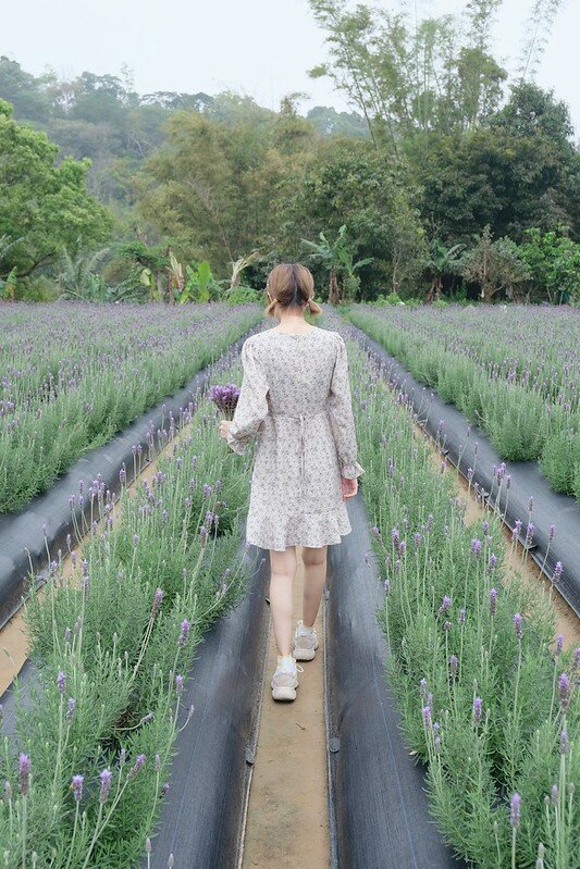 ［苗栗頭屋景點］葛瑞絲香草田 (41)