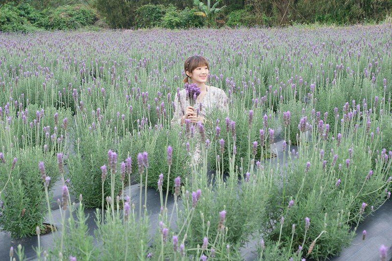 ［苗栗頭屋景點］葛瑞絲香草田 (1)