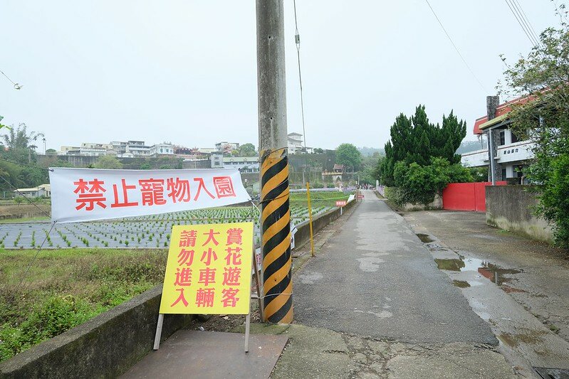 ［苗栗頭屋景點］葛瑞絲香草田 (7)