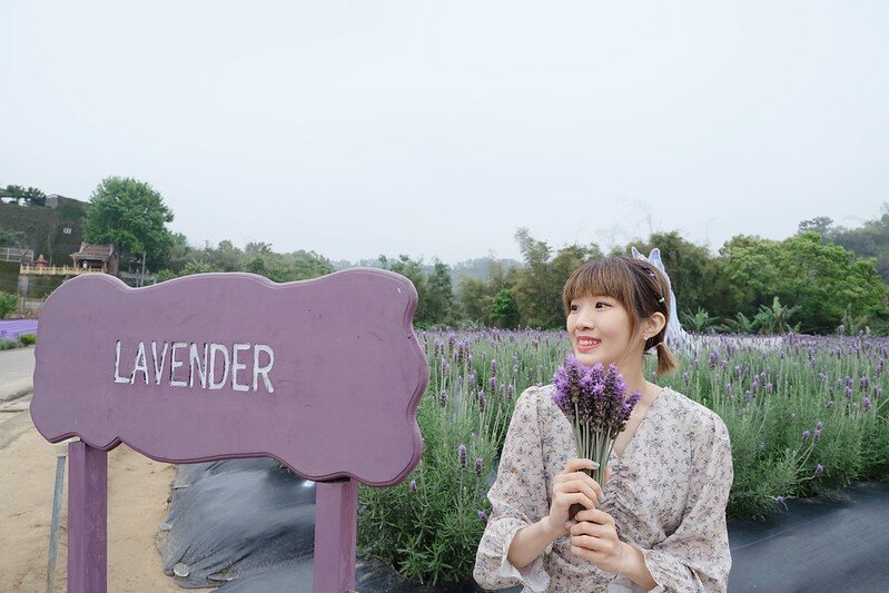［苗栗頭屋景點］葛瑞絲香草田 (38)