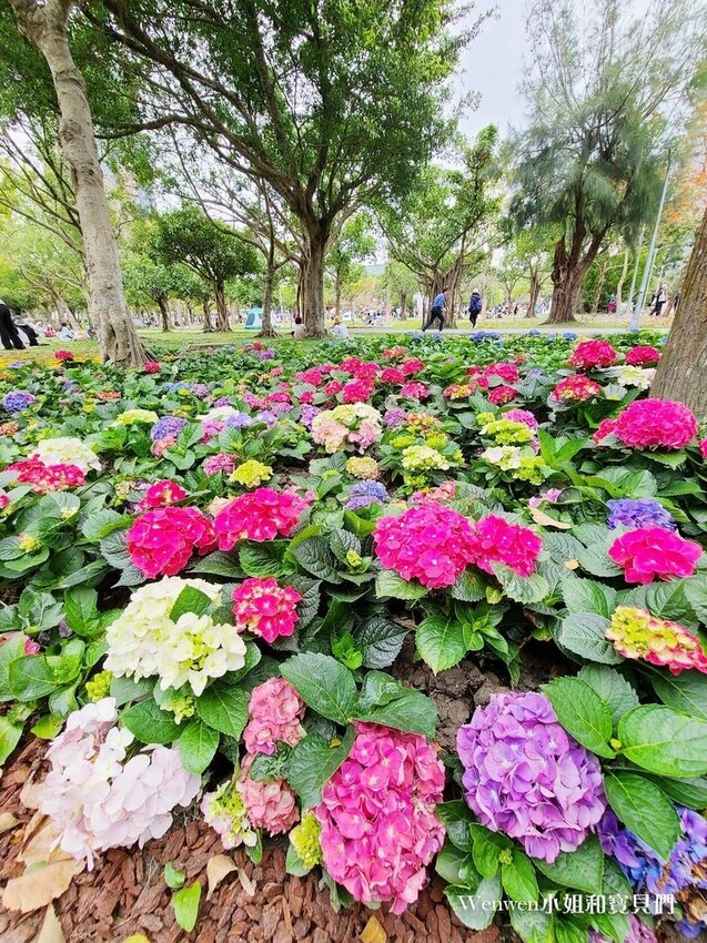 2022杜鵑花季大安森林公園繡球花杜鵑花大耳狗喜拿 (8).jpg