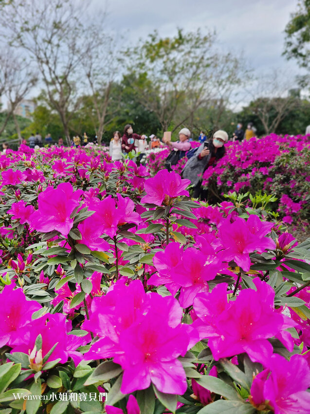 2022杜鵑花季大安森林公園繡球花杜鵑花大耳狗喜拿 (11).jpg