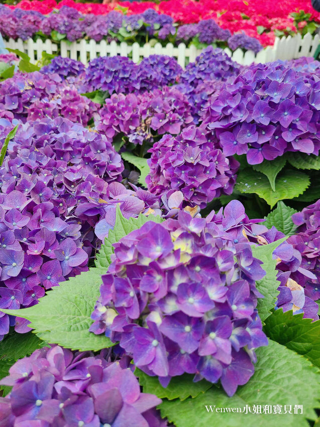 2022杜鵑花季大安森林公園繡球花杜鵑花大耳狗喜拿 (10).jpg