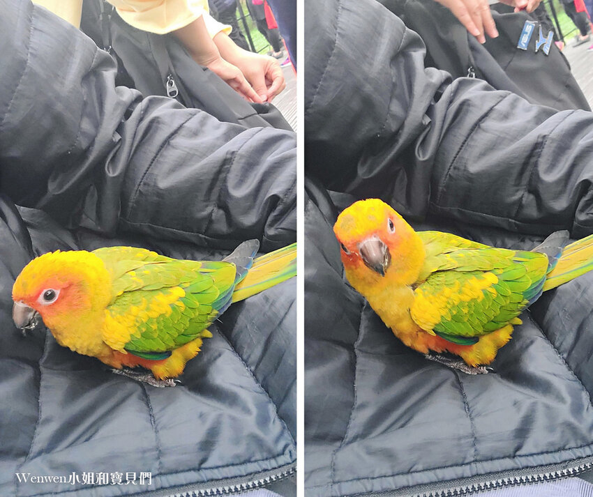 大安森林公園可愛鸚鵡與黃色小鴨 (3).jpg