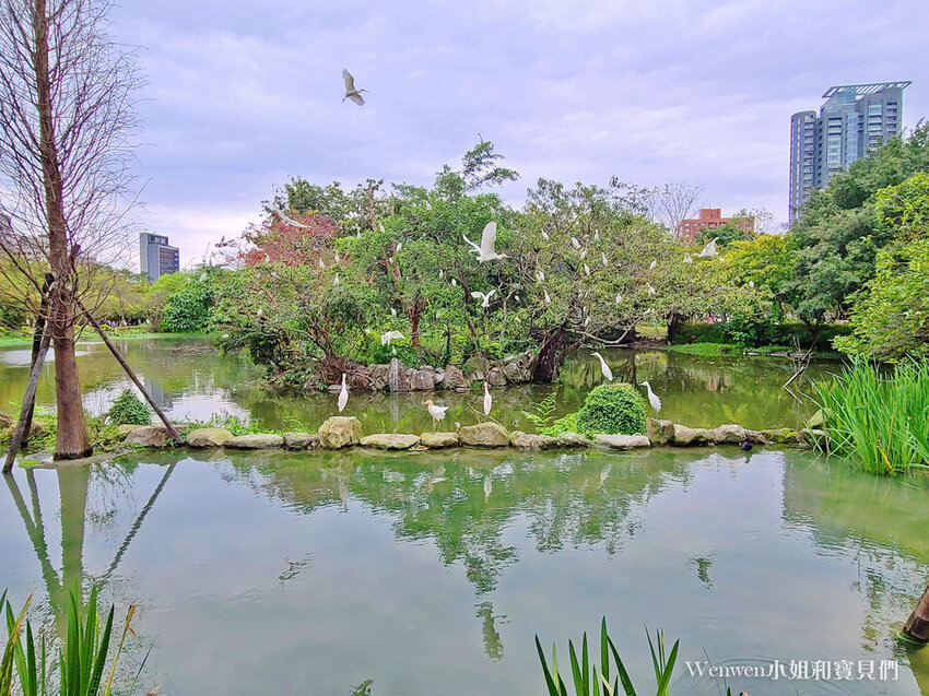 大安森林公園大生態池黃背鷺 (1).jpg