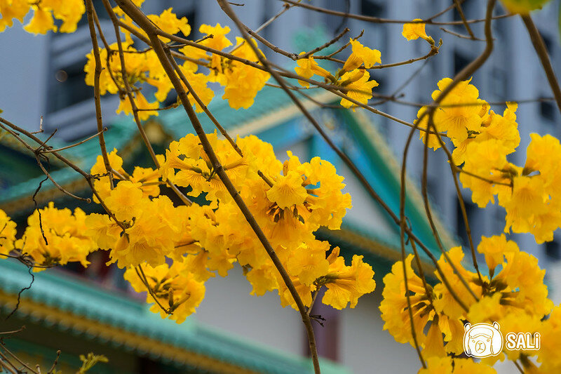 0314黃色風鈴花-18
