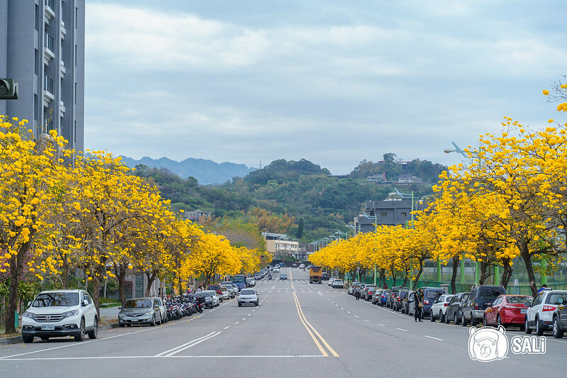 0314黃色風鈴花-22