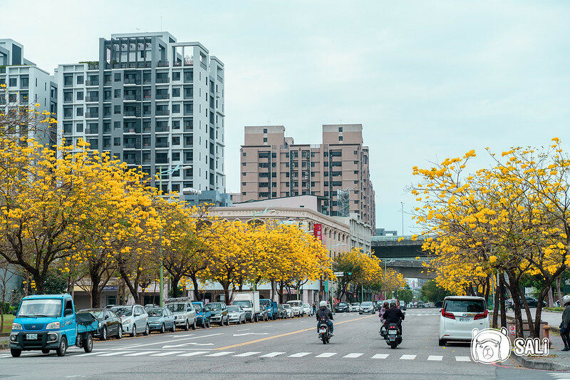 太順路黃色風鈴木-8