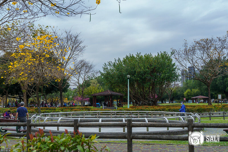 0314黃色風鈴花-11