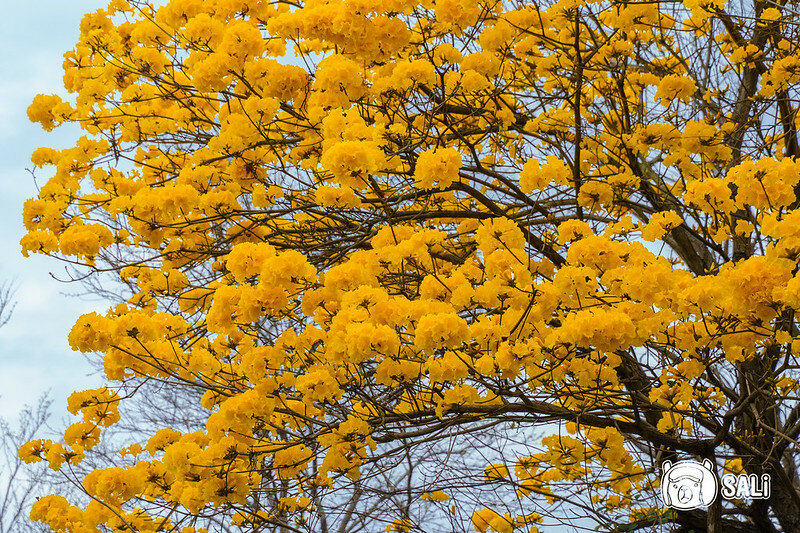 0314黃色風鈴花-8