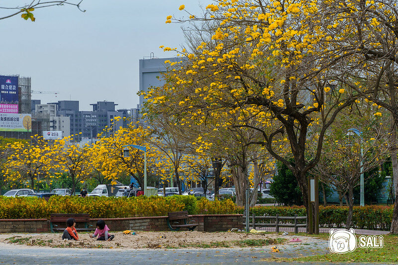 0314黃色風鈴花-12