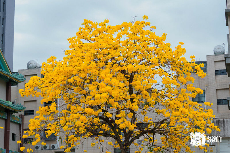 0314黃色風鈴花-16
