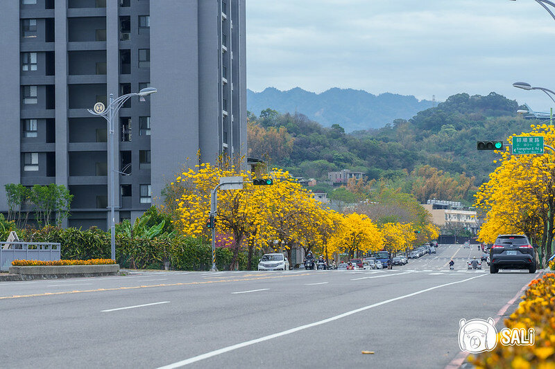 0314黃色風鈴花-21