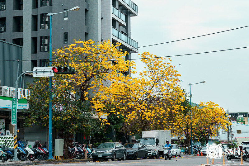太順路黃色風鈴木-3