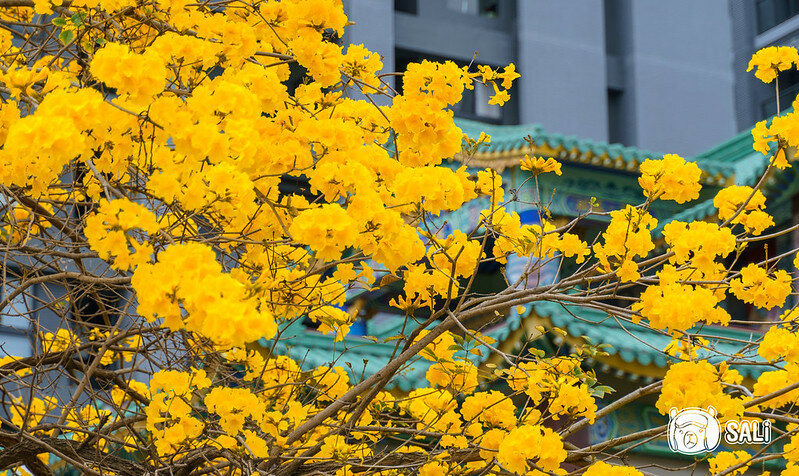 0314黃色風鈴花-19