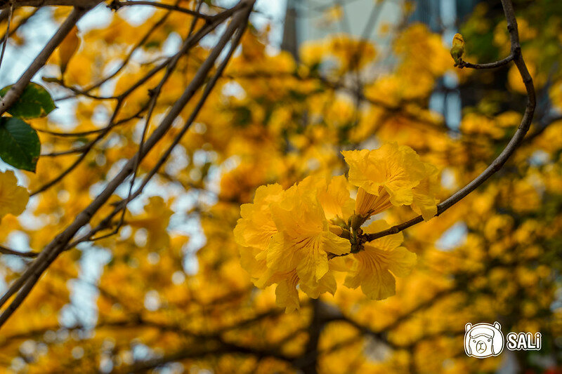 太順路黃色風鈴木-6