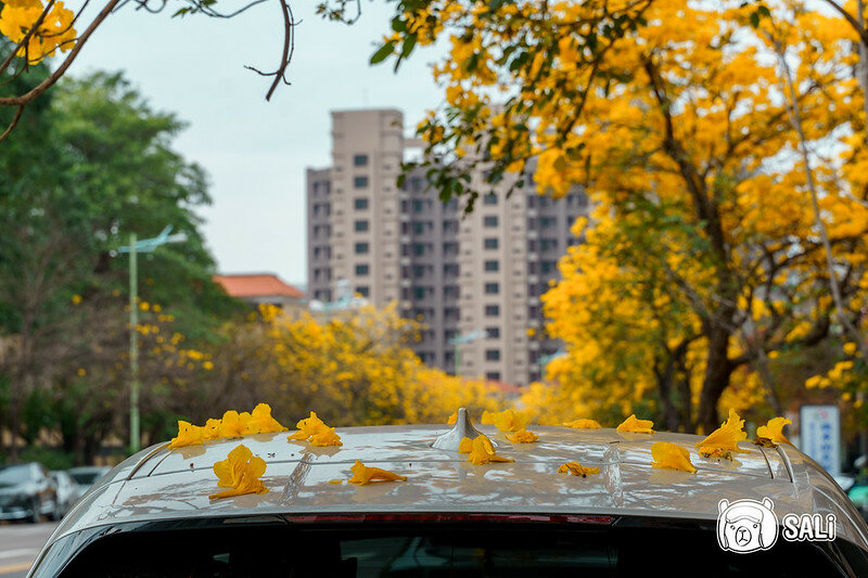 太順路黃色風鈴木-5