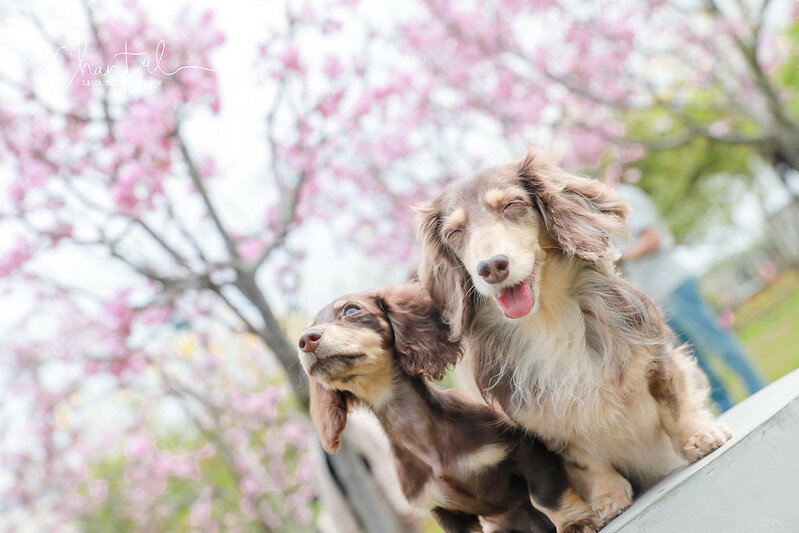 1J6A9393-2拷貝 拷貝