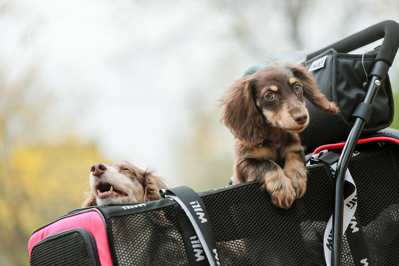 1J6A9331-2拷貝2-2 拷貝