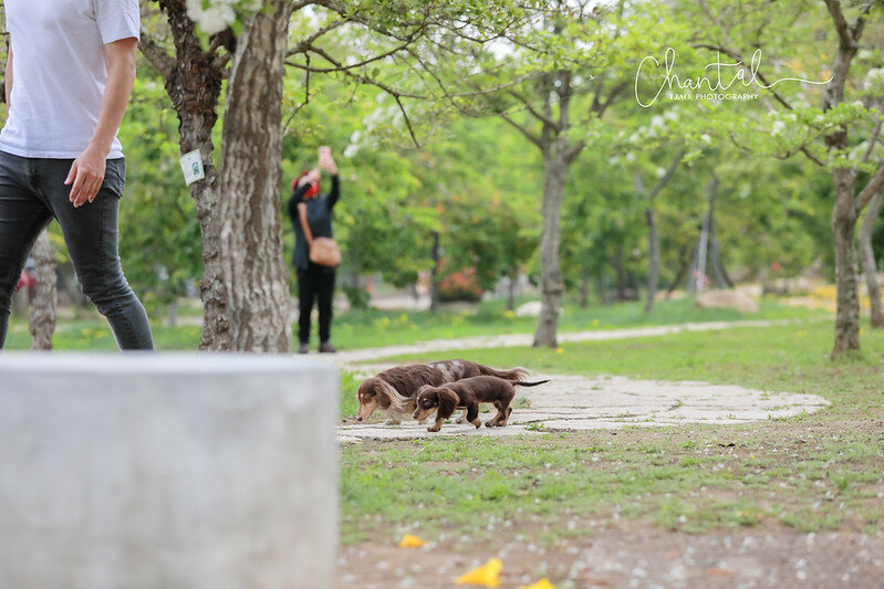 1J6A9585-2拷貝 拷貝