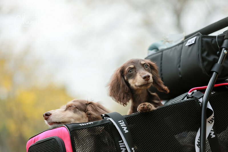 1J6A9328-2拷貝 拷貝