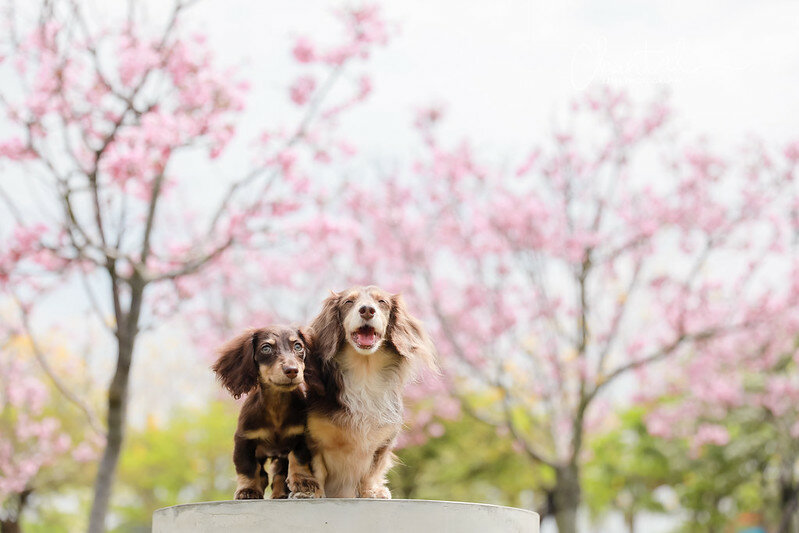 1J6A9482-2拷貝 拷貝