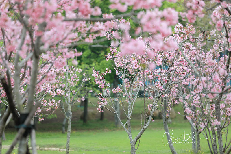 1J6A9586-2拷貝 拷貝