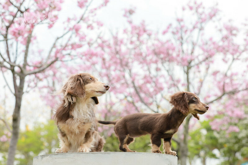 1J6A9424-2拷貝 拷貝