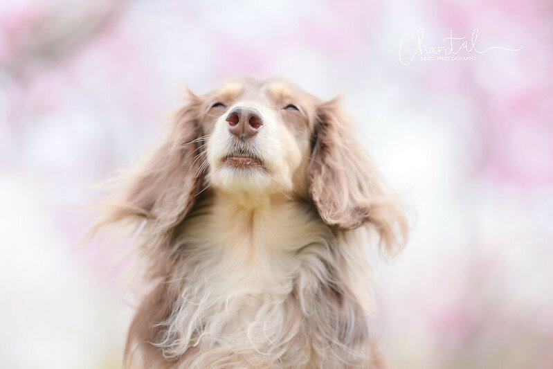 1J6A9429-2拷貝 拷貝