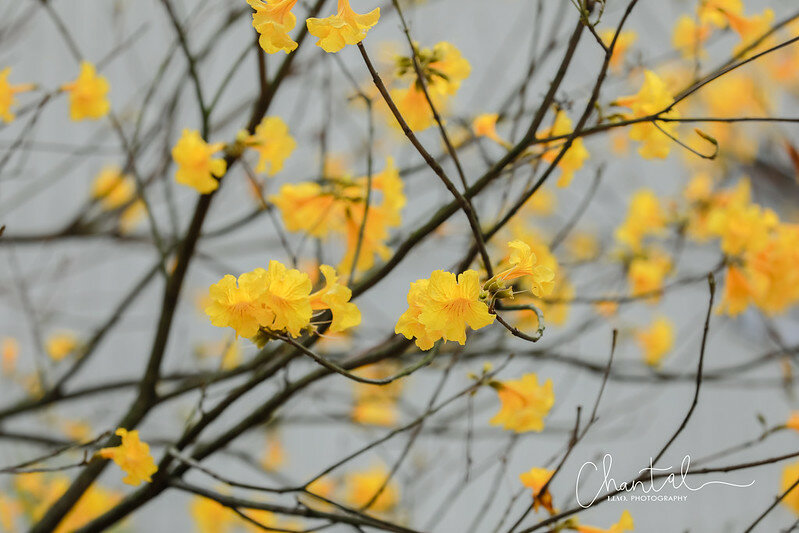 1J6A9366-2拷貝 拷貝