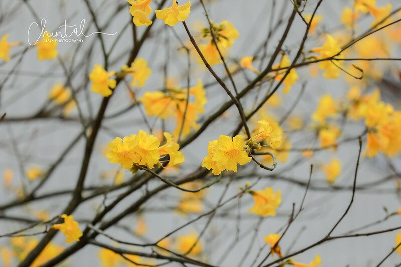 1J6A9367-2拷貝 拷貝