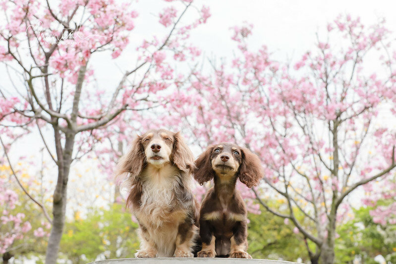 1J6A9458-2拷貝 拷貝