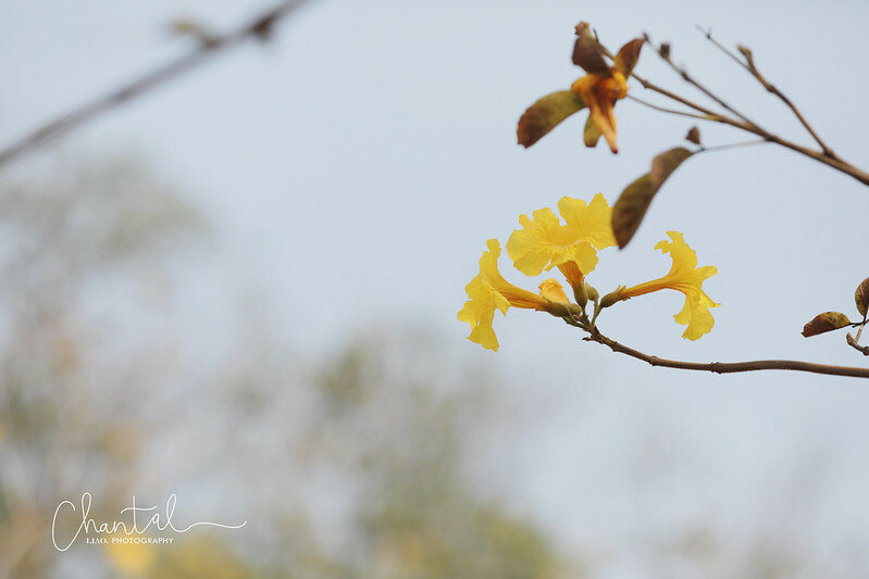 1J6A9252拷貝 拷貝