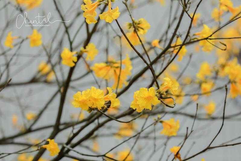 1J6A9363-2拷貝 拷貝