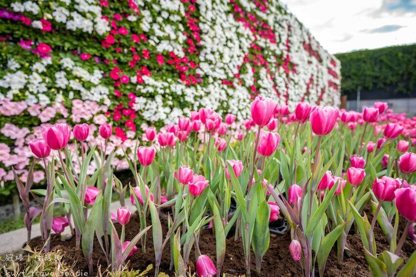 LINE_ALBUM_台中網美景點-中社觀光花市花海-鬱金香季_220125_3.jpg