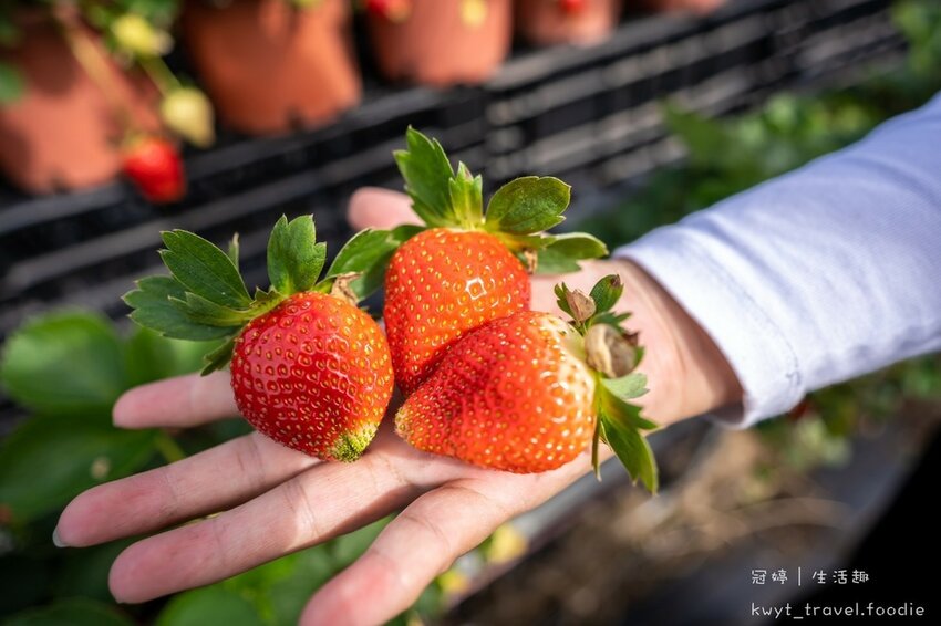 草莓園推薦-天香草莓園24.jpg