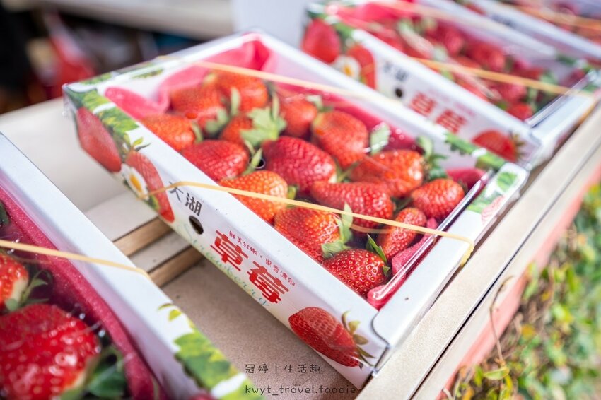 草莓園推薦-天香草莓園2.jpg