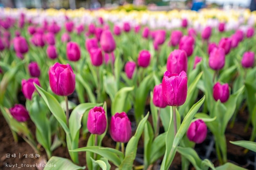 LINE_ALBUM_台中網美景點-中社觀光花市花海-鬱金香季_220125_0.jpg