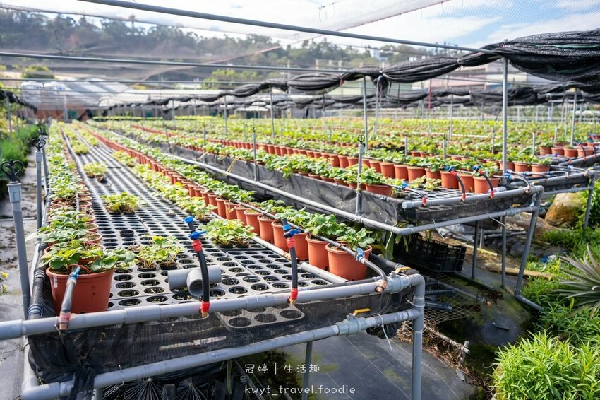 草莓園推薦-天香草莓園28.jpg