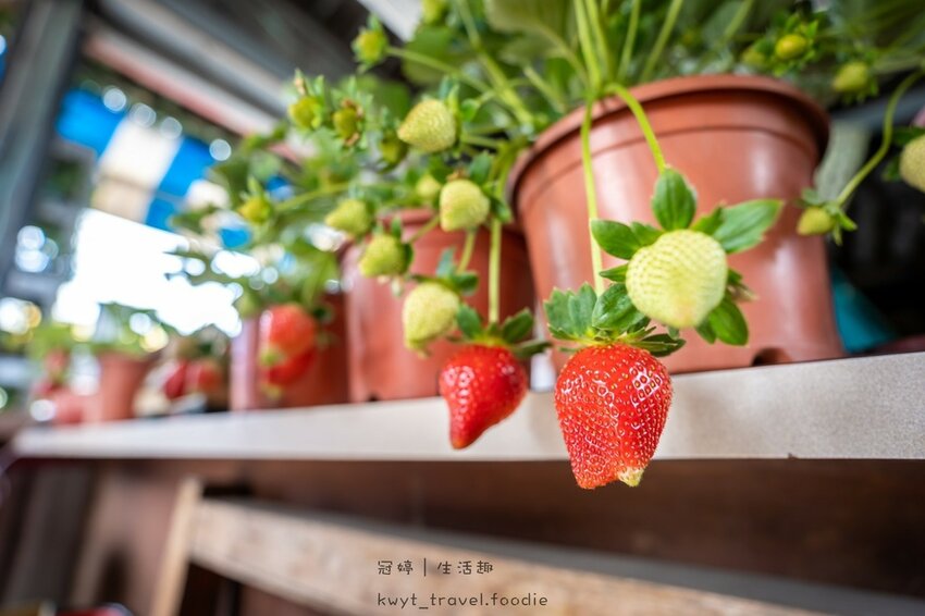 草莓園推薦-天香草莓園3.jpg