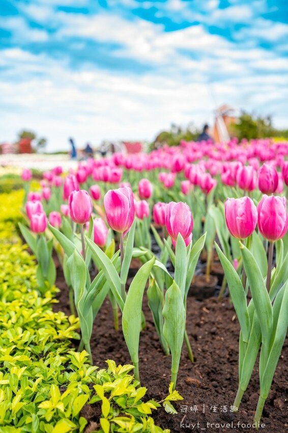 LINE_ALBUM_台中網美景點-中社觀光花市花海-鬱金香季_220125_13.jpg